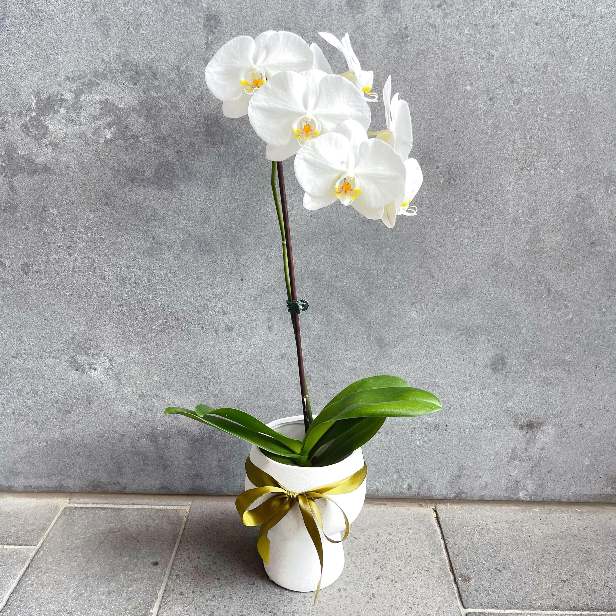 White Elegant Potted Orchid in Ceramic