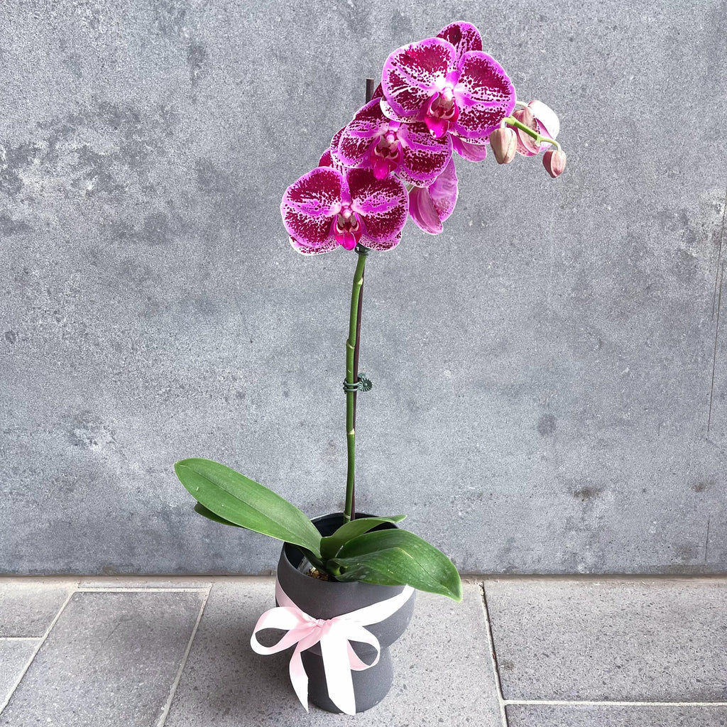 Pink Elegant Potted Orchid in Ceramic